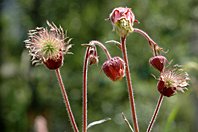 Geum rivale